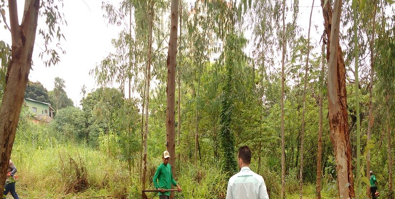 Recitec - Reflorestamento - Plantio de Mudas Nativas  - Execução de PRAD